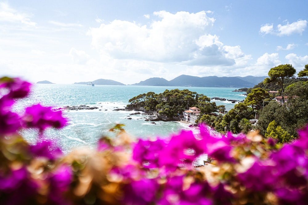 pink flowers near body of water during daytime