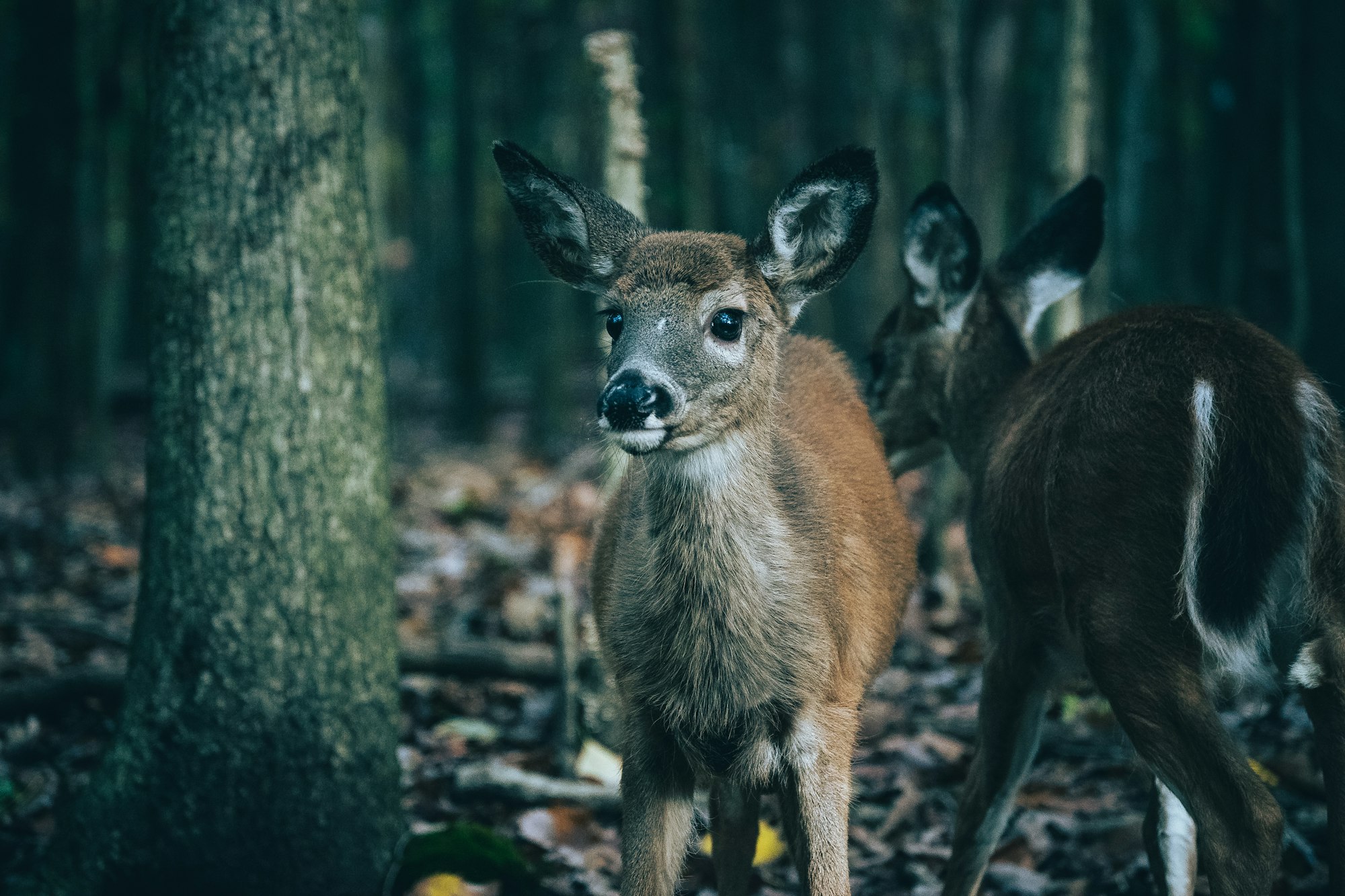 Another rabid animal confirmed in Sussex — this time a deer