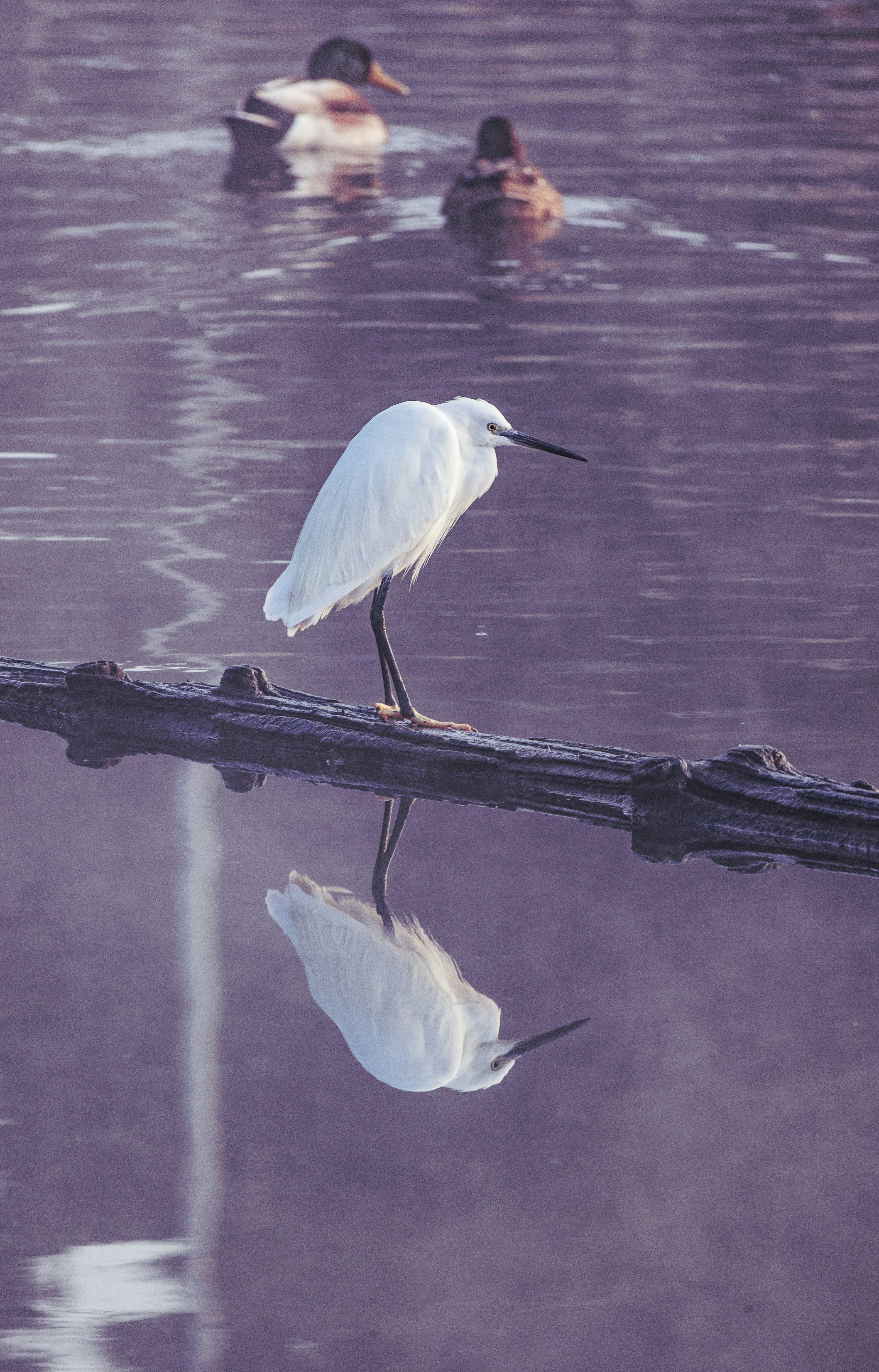 Photo by grievek1610begur