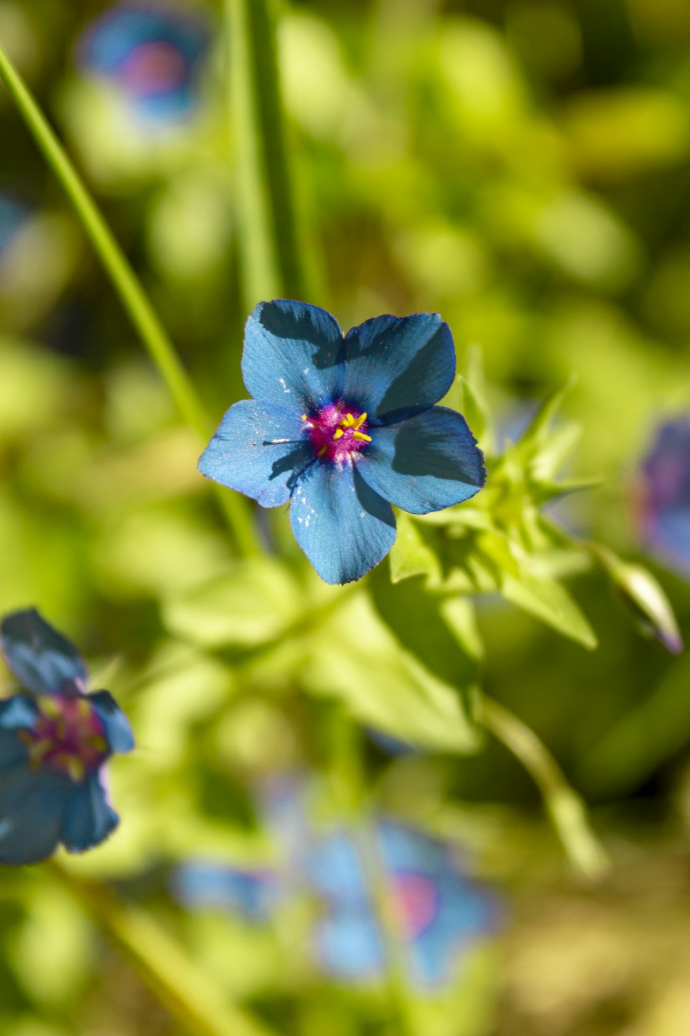 Fleur bleue dans une lentille à bascule décentrement