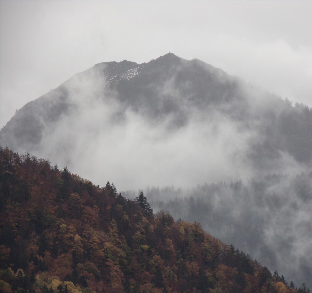 green and brown trees on mountain