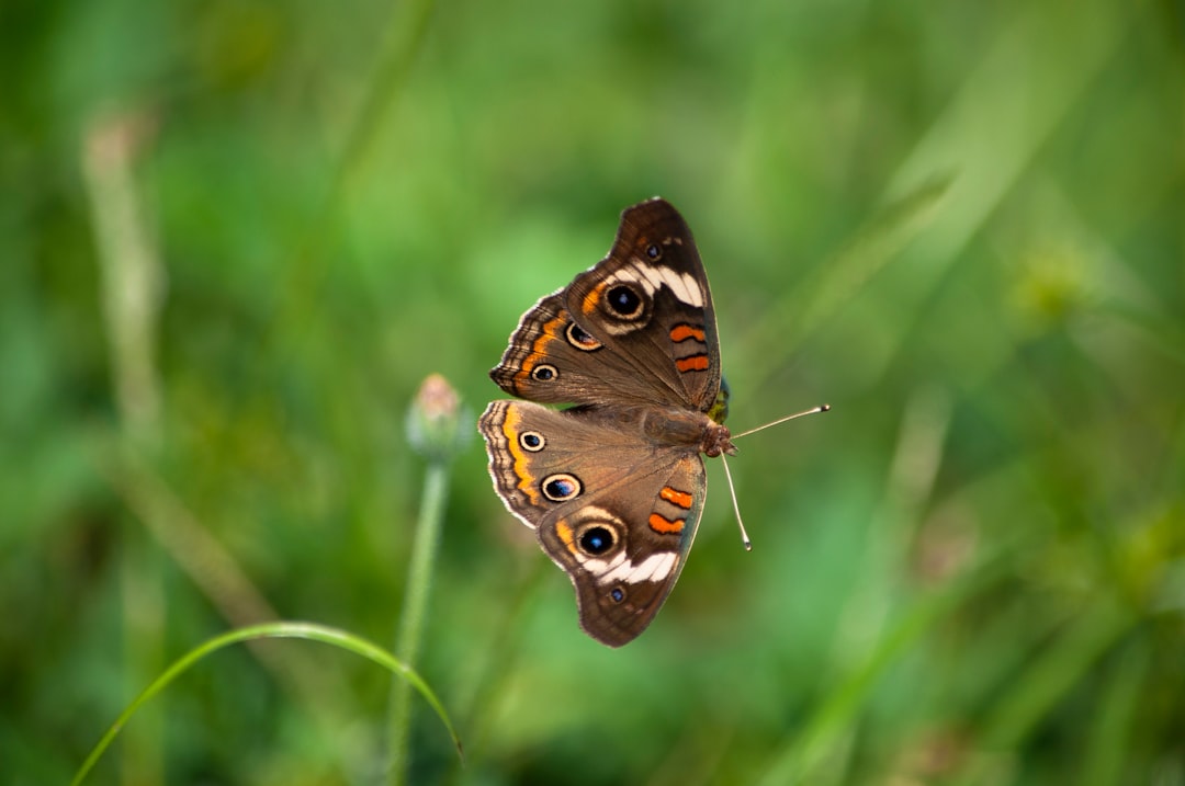 brown and black butterfly perched on green grass in close up photography during daytime