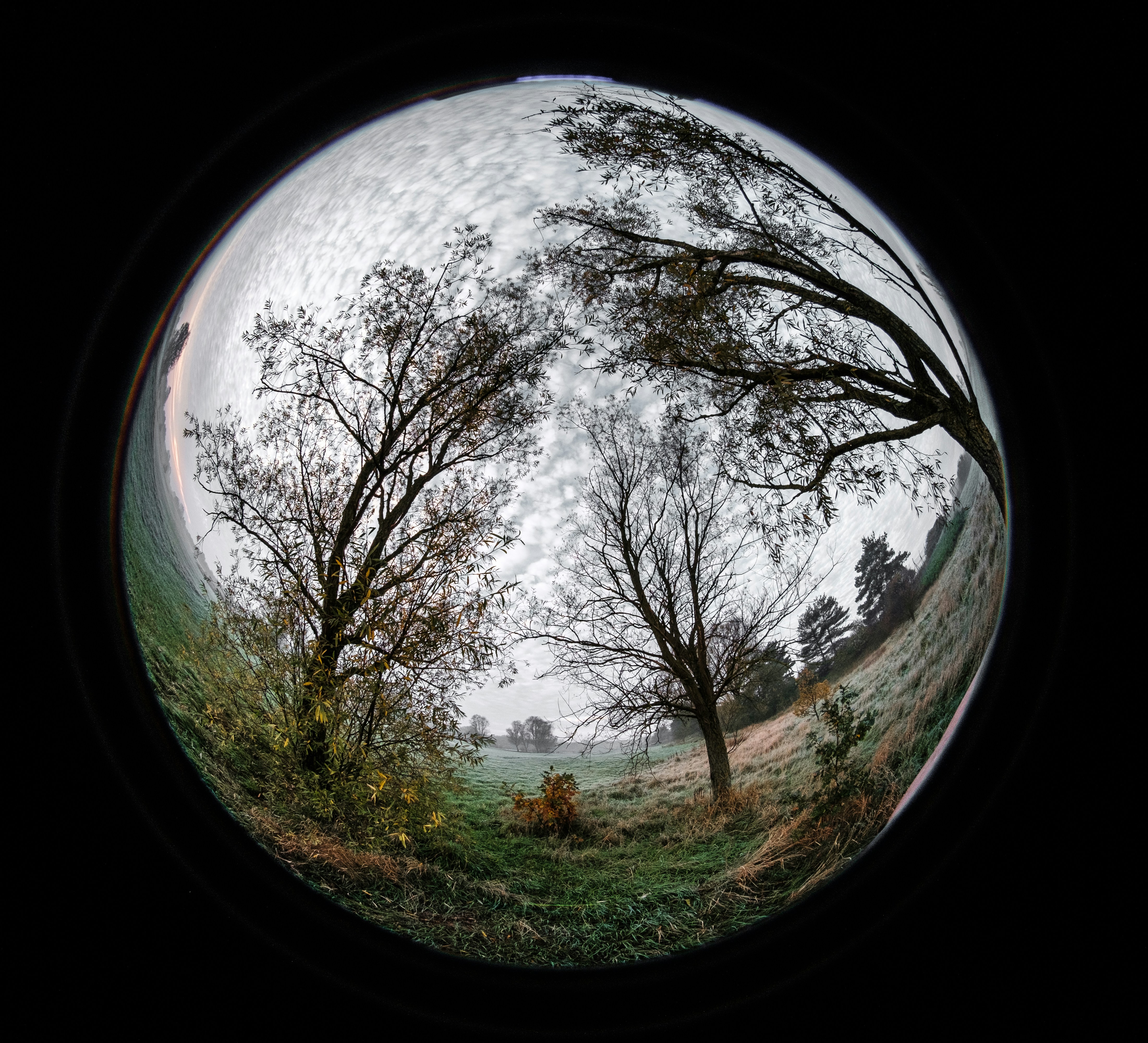 green grass field with trees under blue sky during daytime