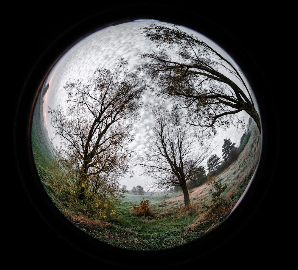 campo de grama verde com árvores sob o céu azul durante o dia