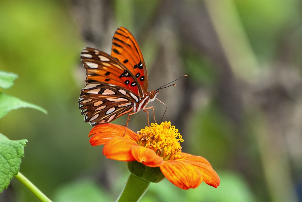 brown and black butterfly on yellow flower