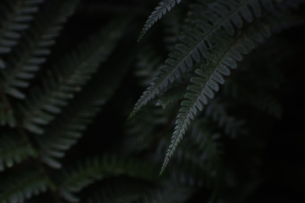 Planta de helecho verde en fotografía de primer plano