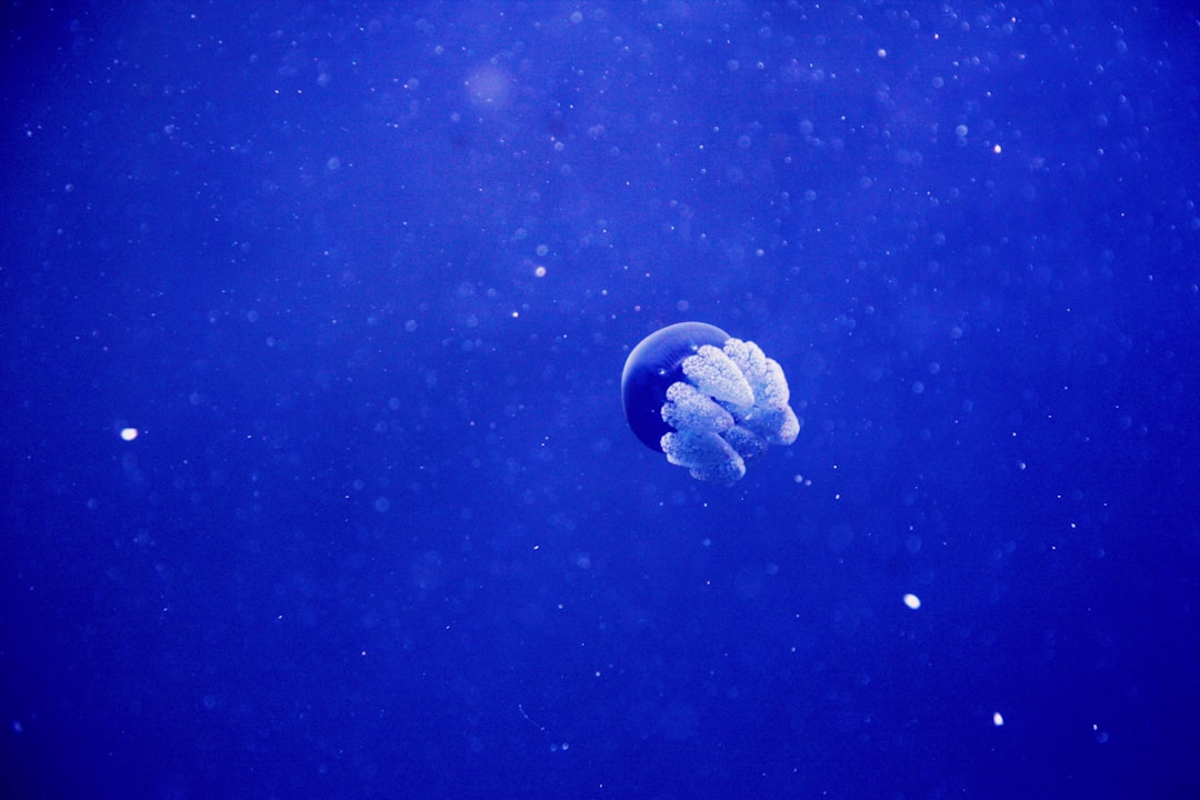 white and blue jellyfish in blue water