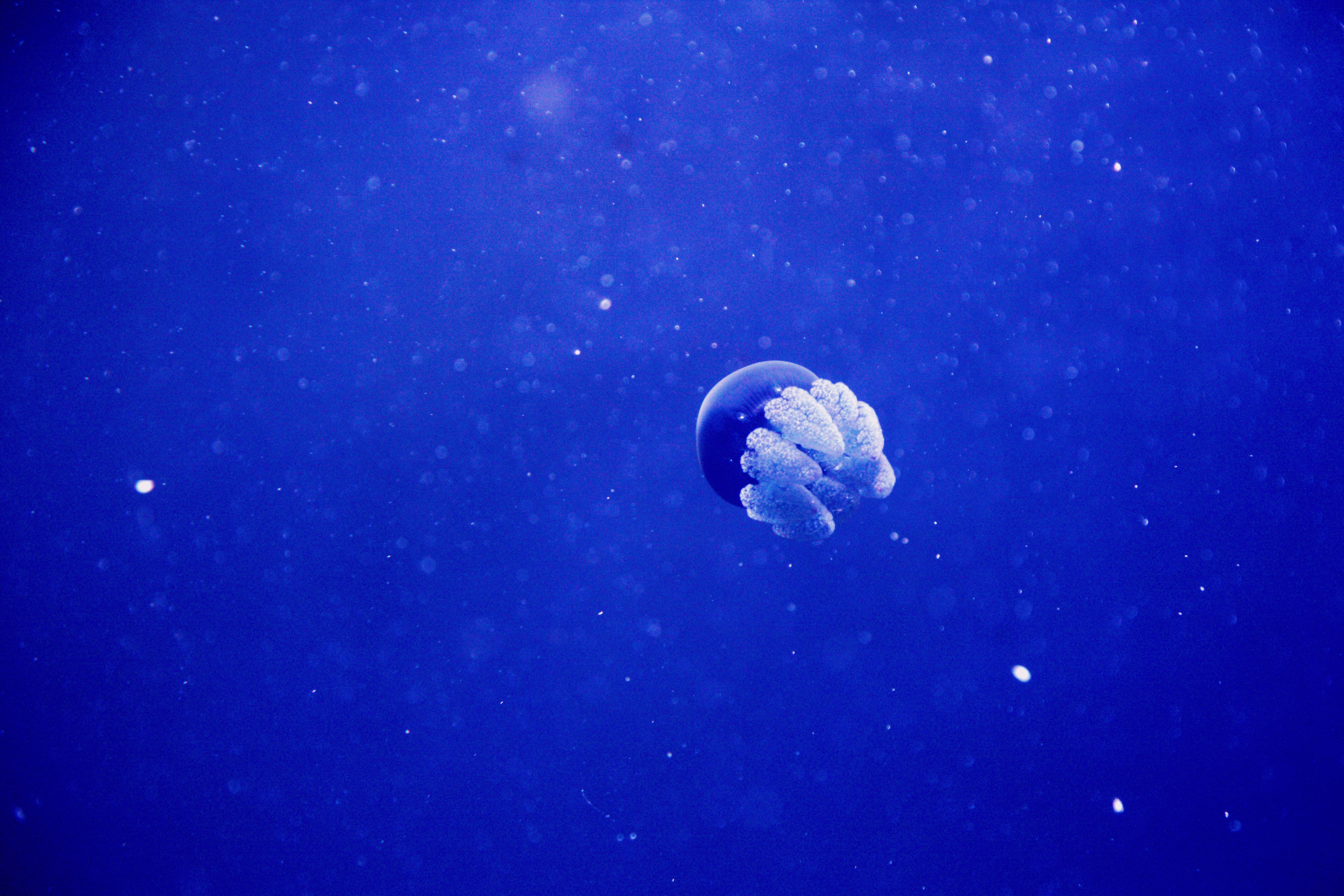 white-and-blue-jellyfish-in-blue-water