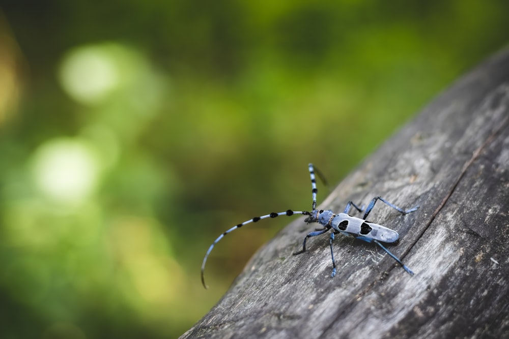 white and black insect on brown wooden stick