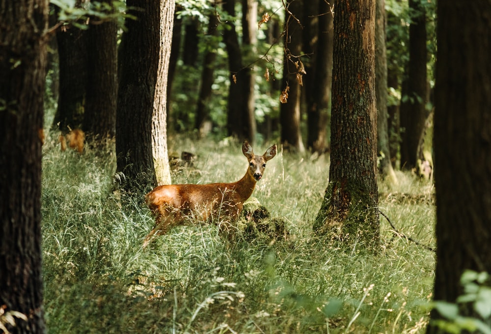 Cerf brun sur un champ d’herbe verte pendant la journée