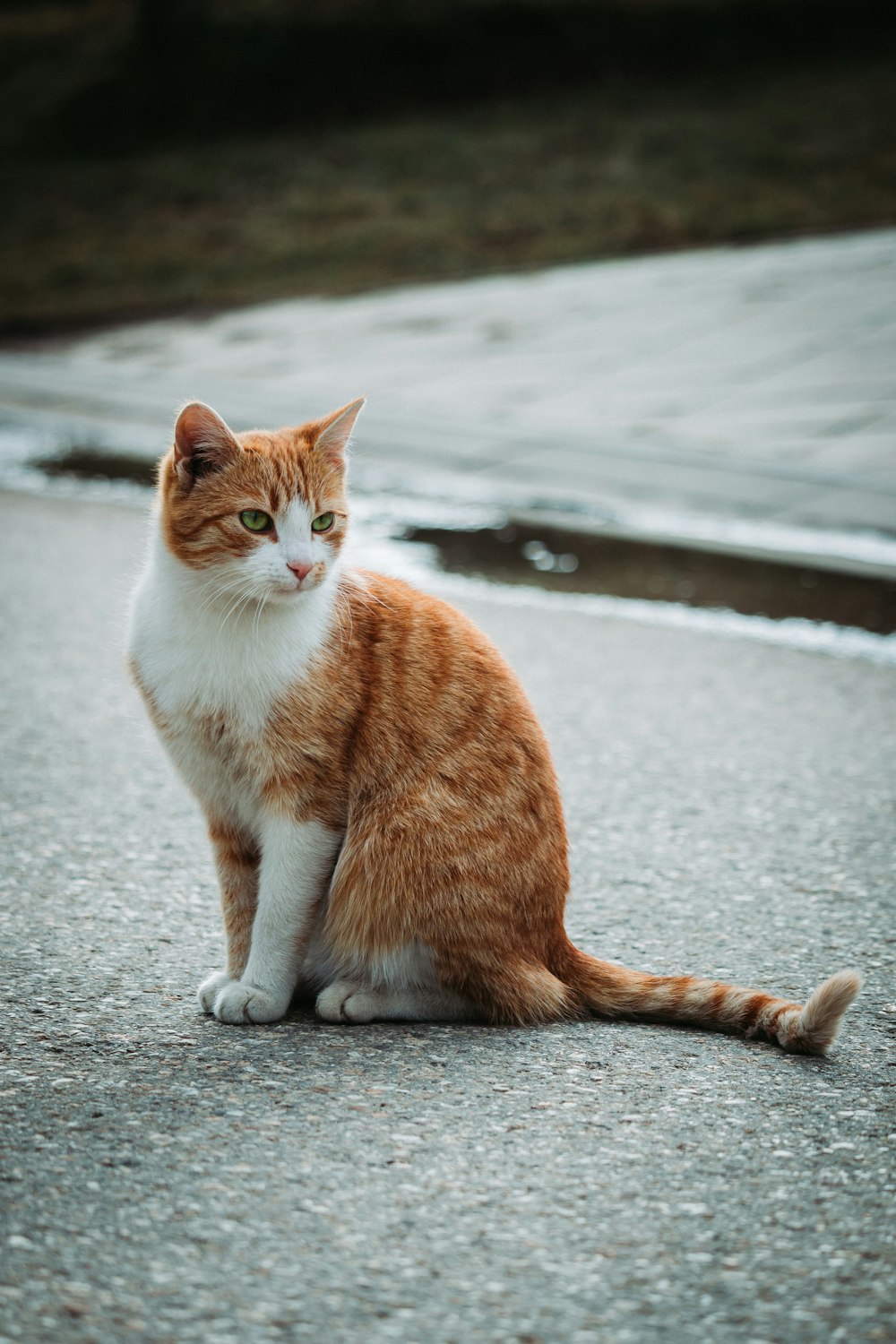 orange-weiße Katze auf grauem Betonboden