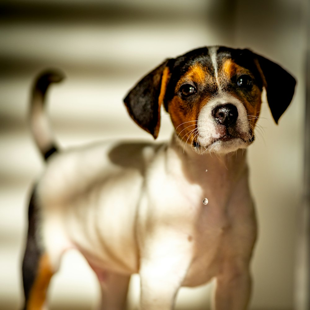 white black and brown short coated dog