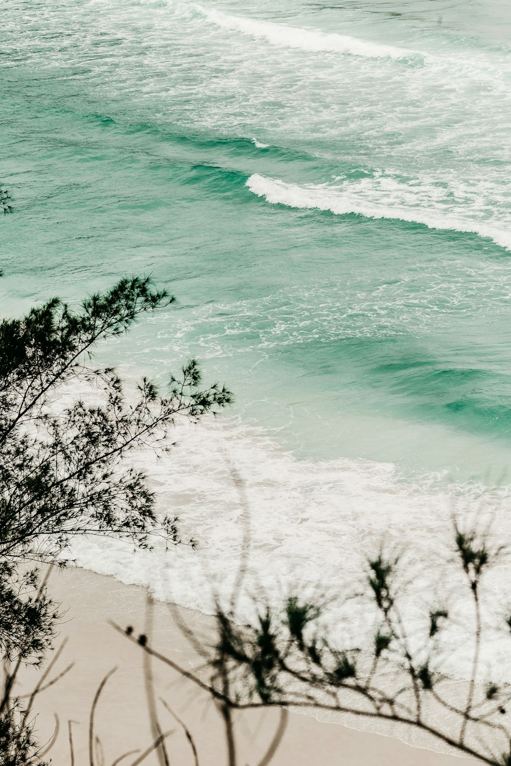 green trees beside blue sea during daytime