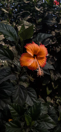 red hibiscus in bloom during daytime