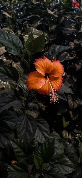 red hibiscus in bloom during daytime