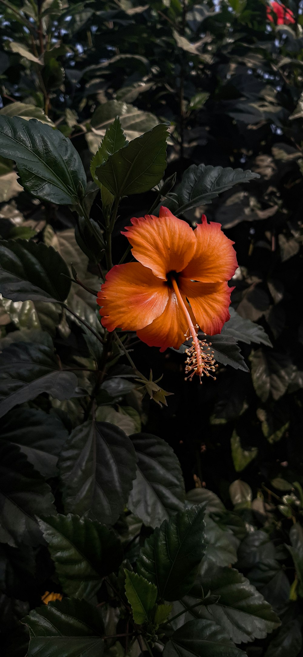 red hibiscus in bloom during daytime