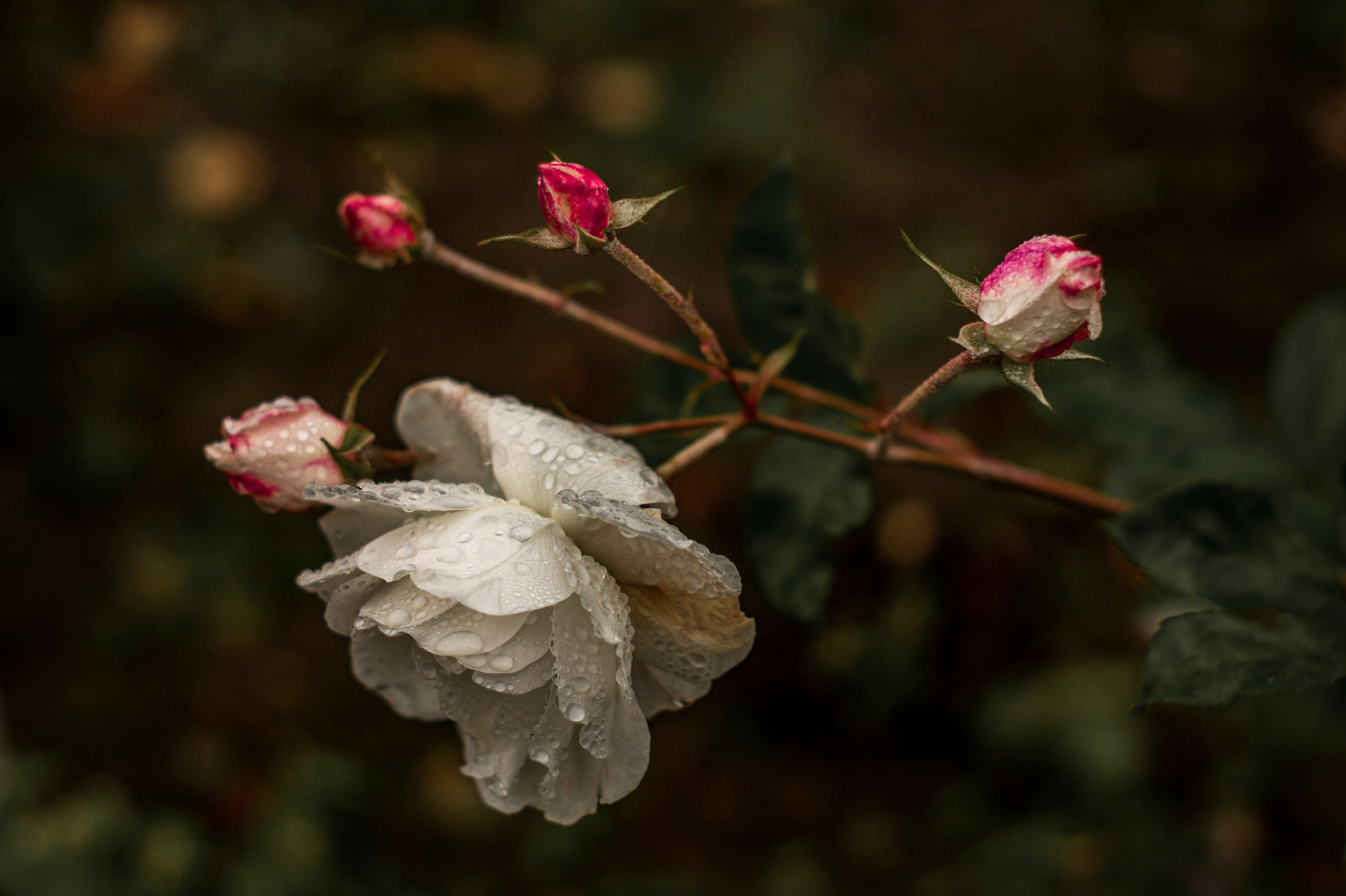 Photo by lindachrphotography