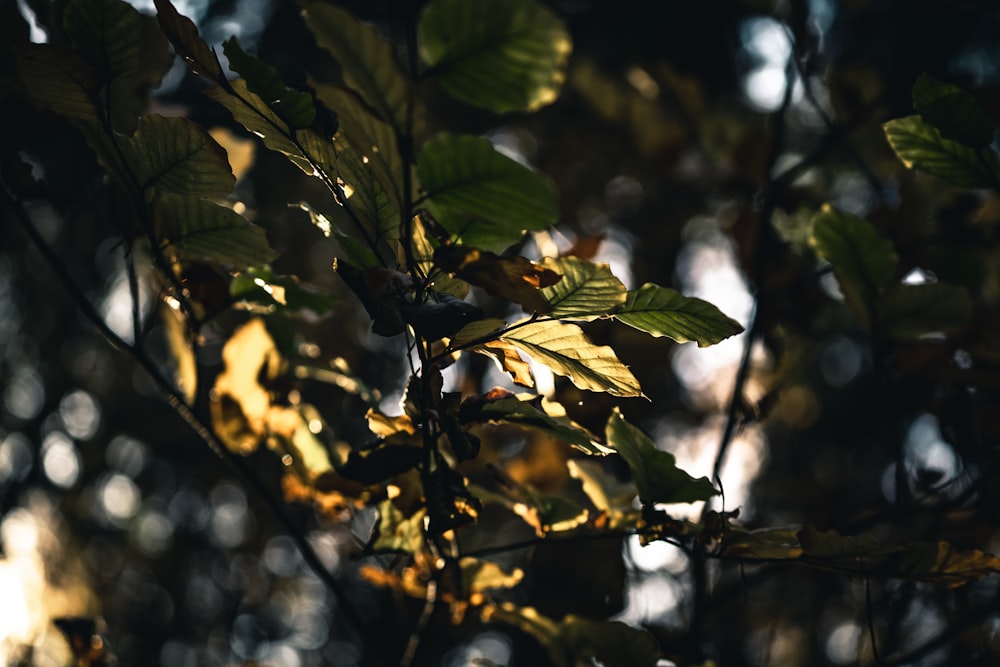 green leaves in tilt shift lens