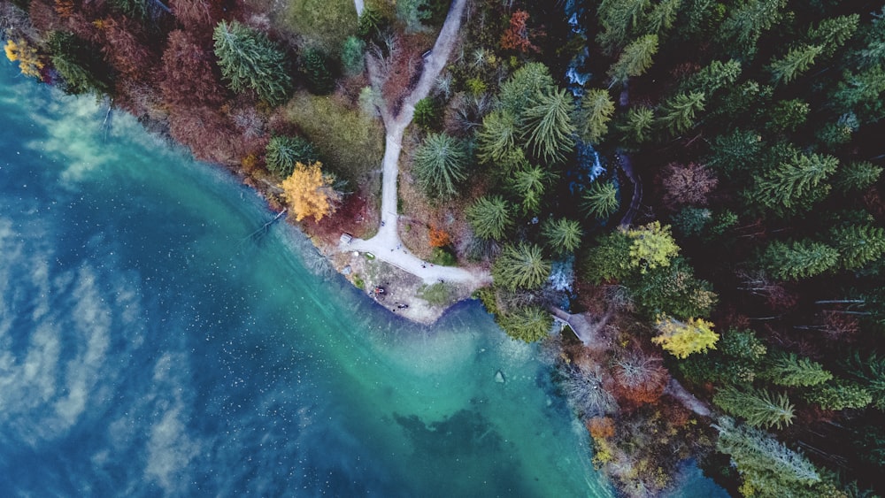 green and brown tree beside body of water