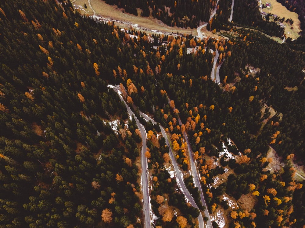 birds eye view of forest