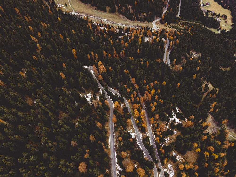 birds eye view of forest