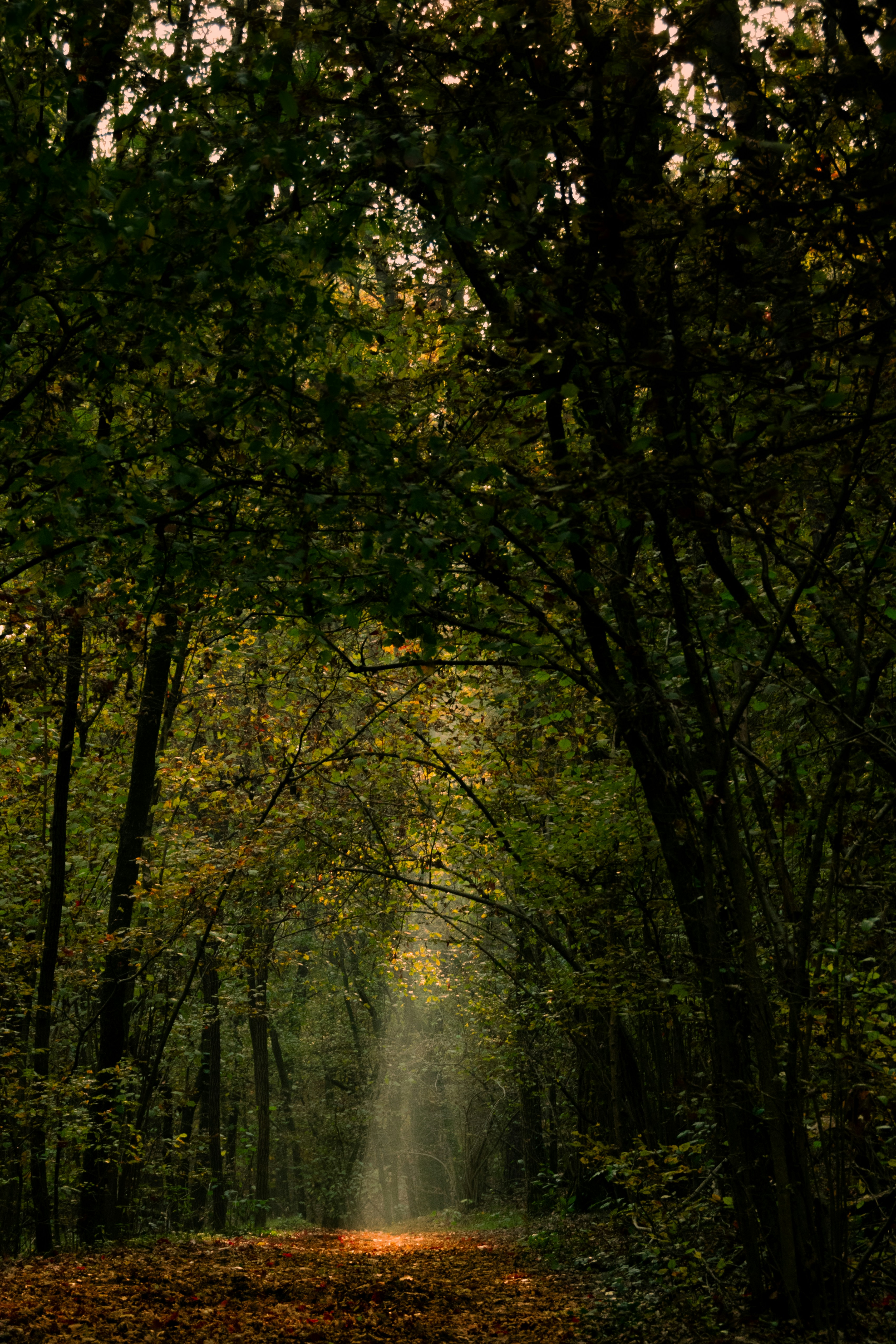 green trees on forest during daytime