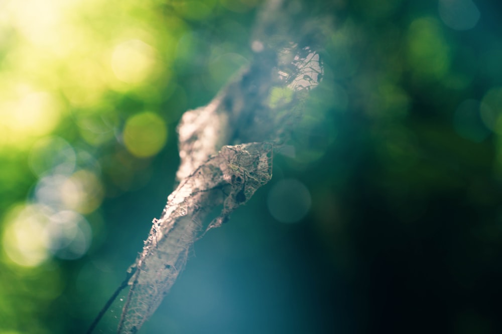 water droplets on brown tree branch