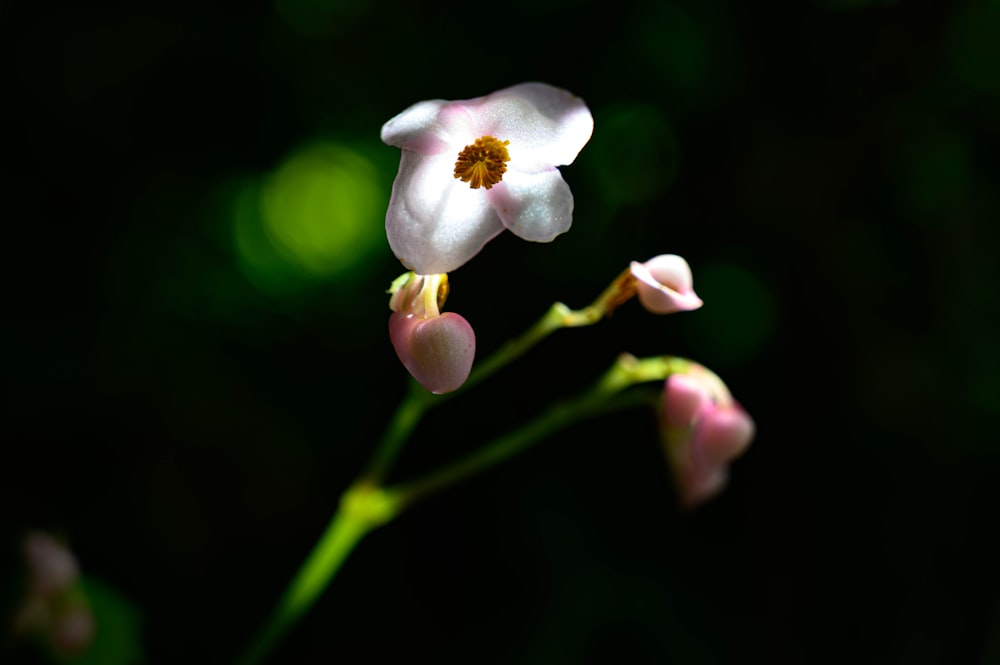 white flower in tilt shift lens