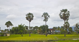 Palm trees stand tall in a lush, green rice paddy field. In the background, there are small houses partially obscured by trees. The sky is overcast with clouds, giving a calm atmosphere.