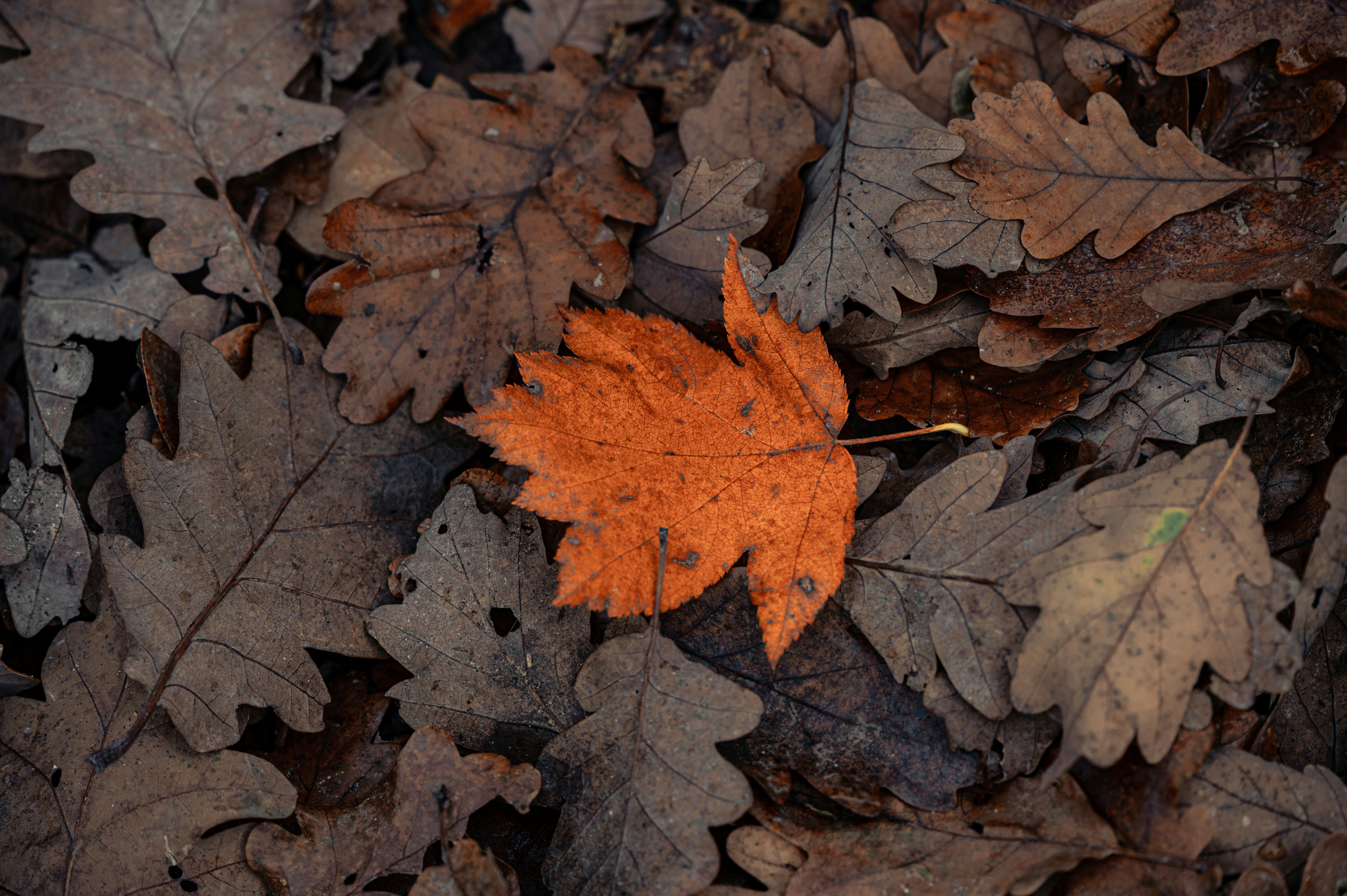 brown maple leaf on brown dried leaves