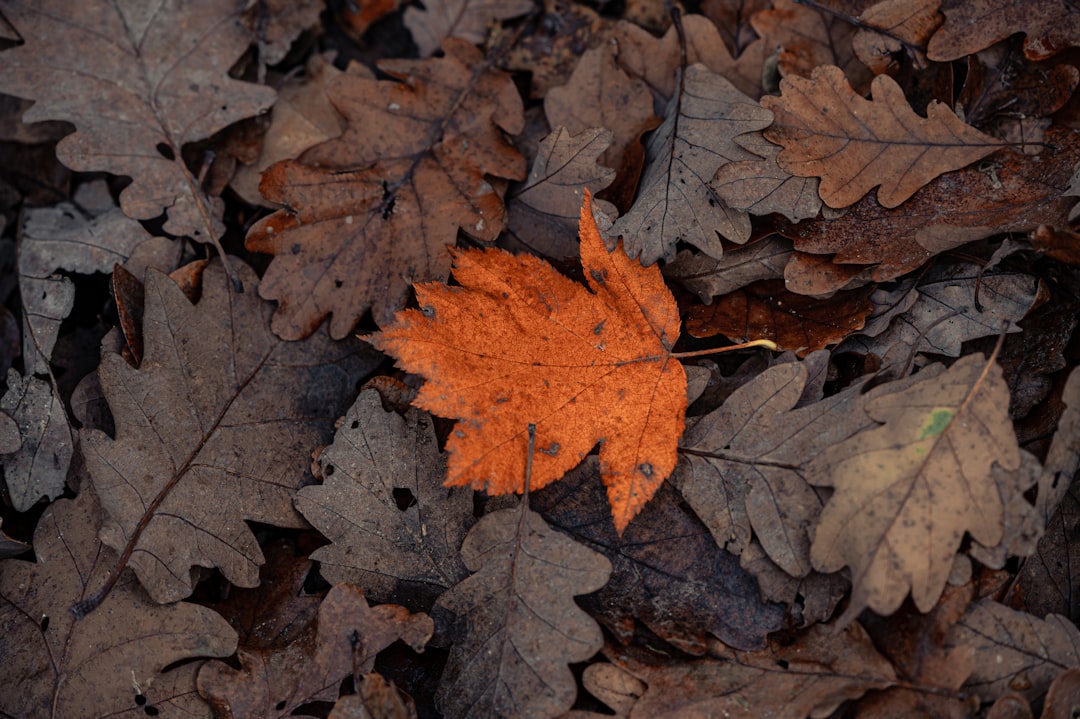 brown maple leaf on brown dried leaves