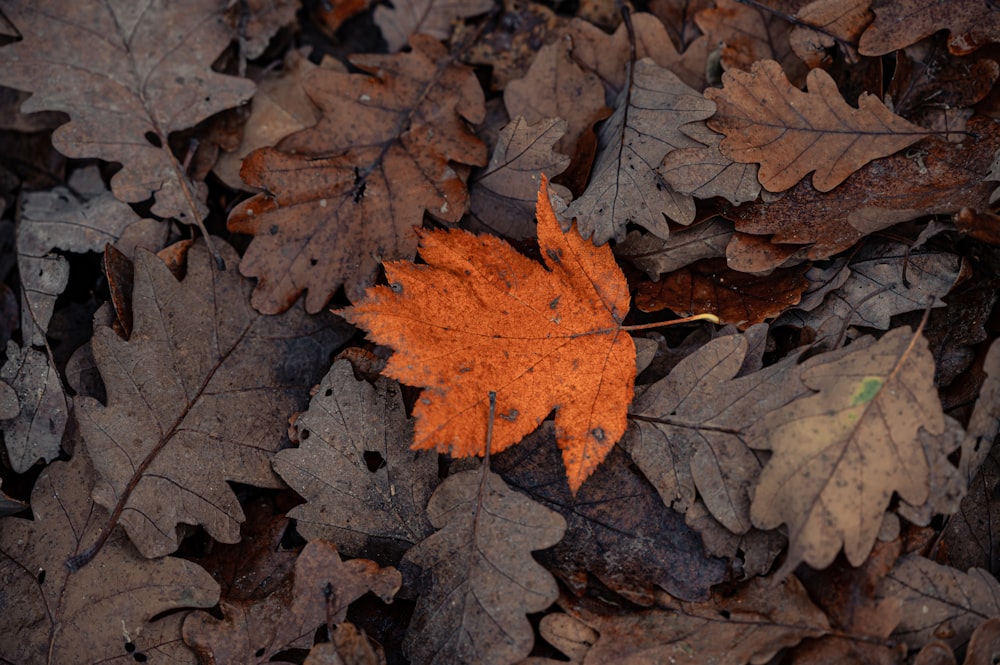 feuille d’érable brune sur feuilles séchées brunes