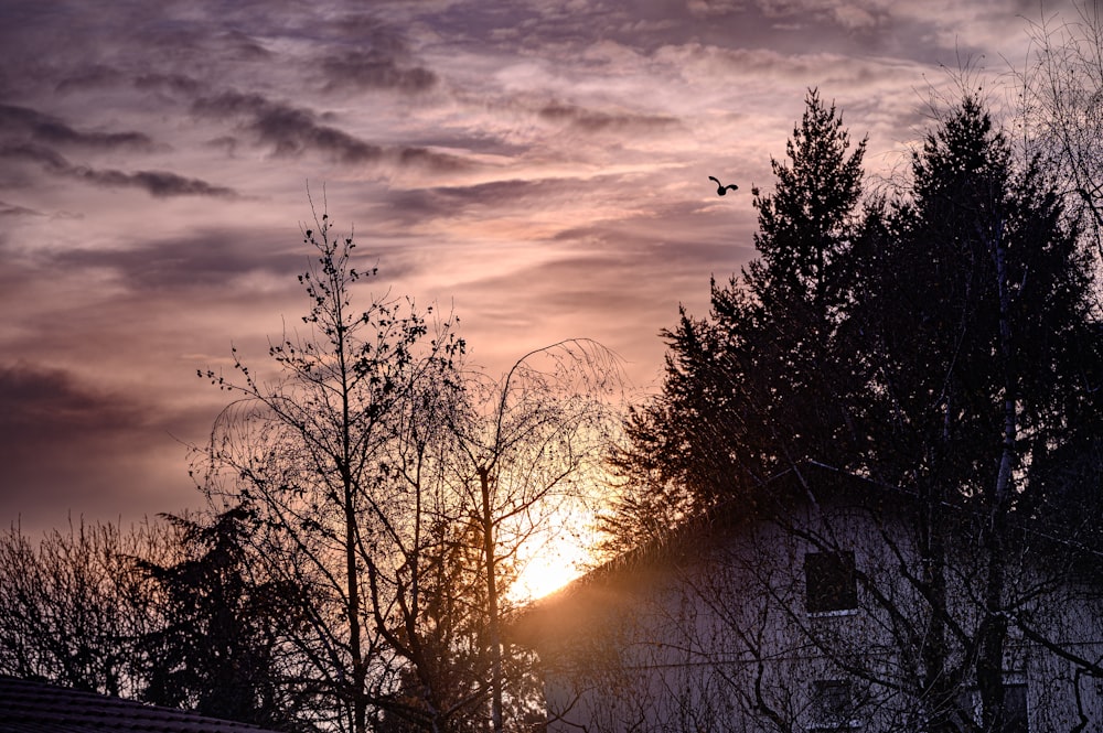 silhouette of trees during sunset