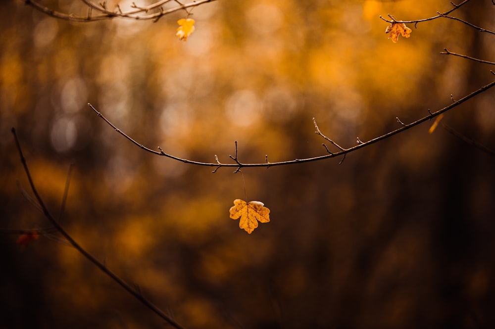 yellow maple leaf on brown tree branch