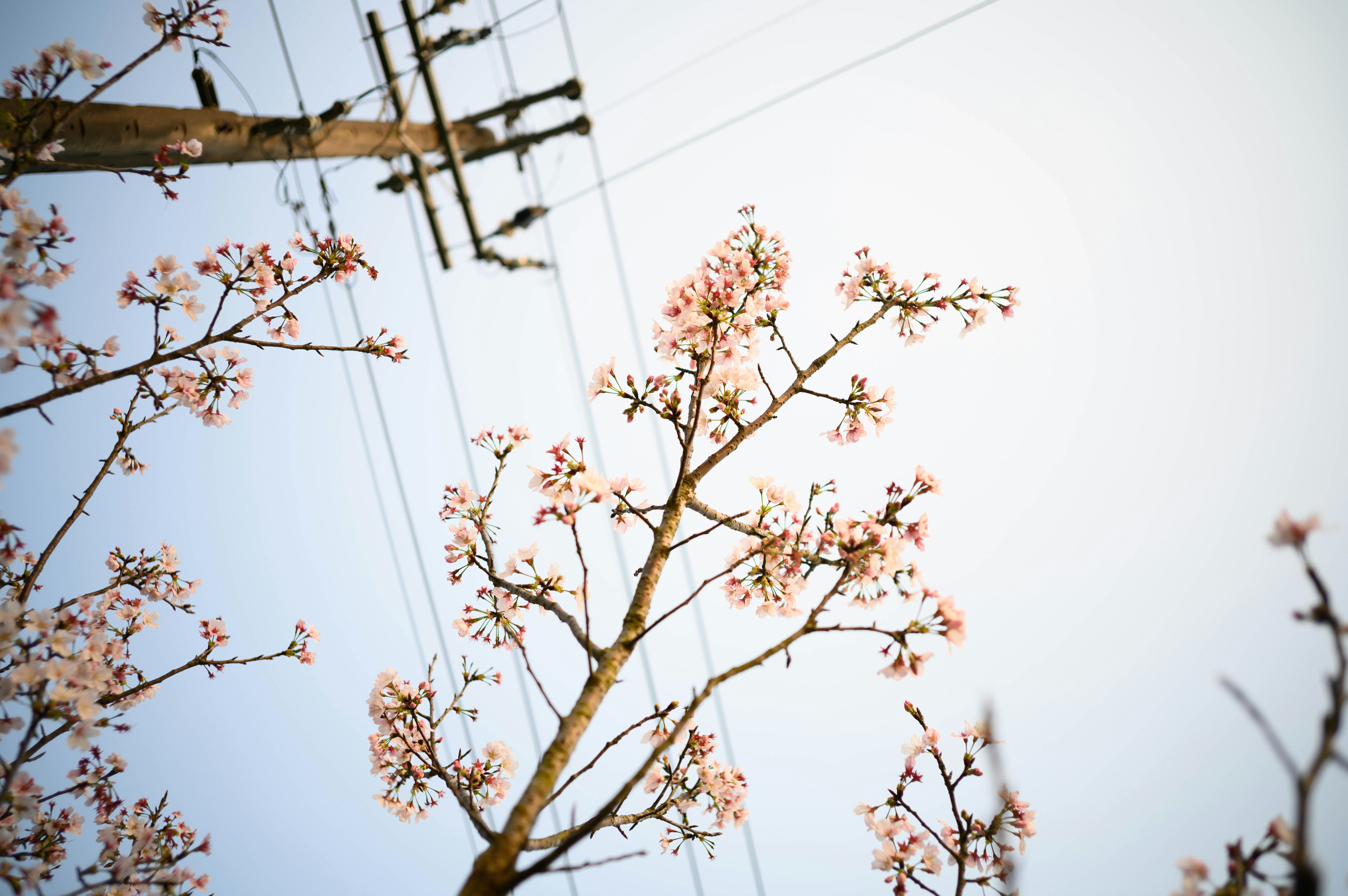 Photo by yanbo520