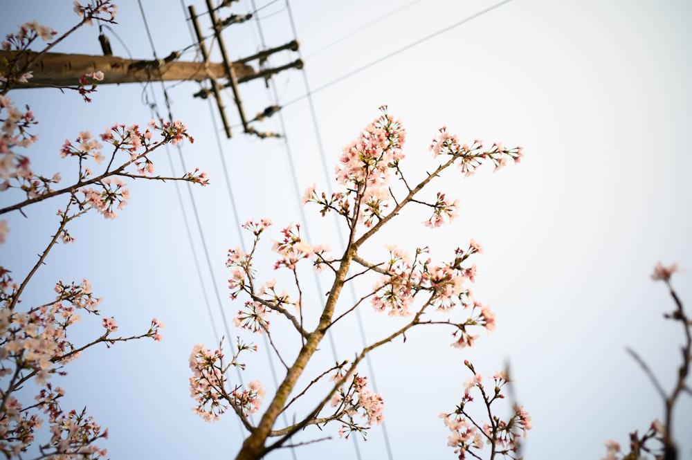 white flowers on brown tree branch