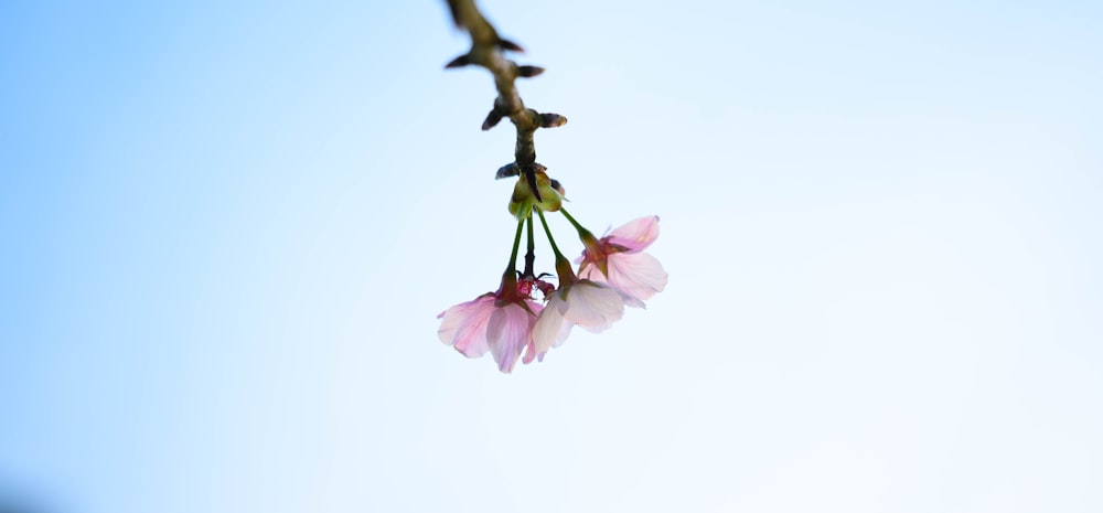 pink cherry blossom in close up photography