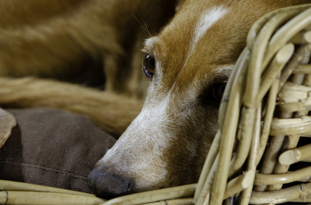a close up of a dog laying in a basket