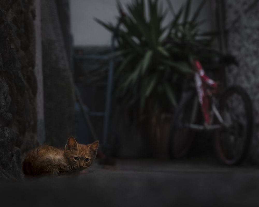 orange tabby cat on black concrete floor