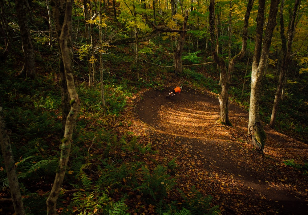 brown dirt road in the middle of forest during daytime