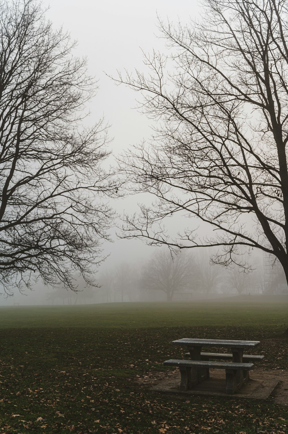 bare trees on green grass field during foggy weather
