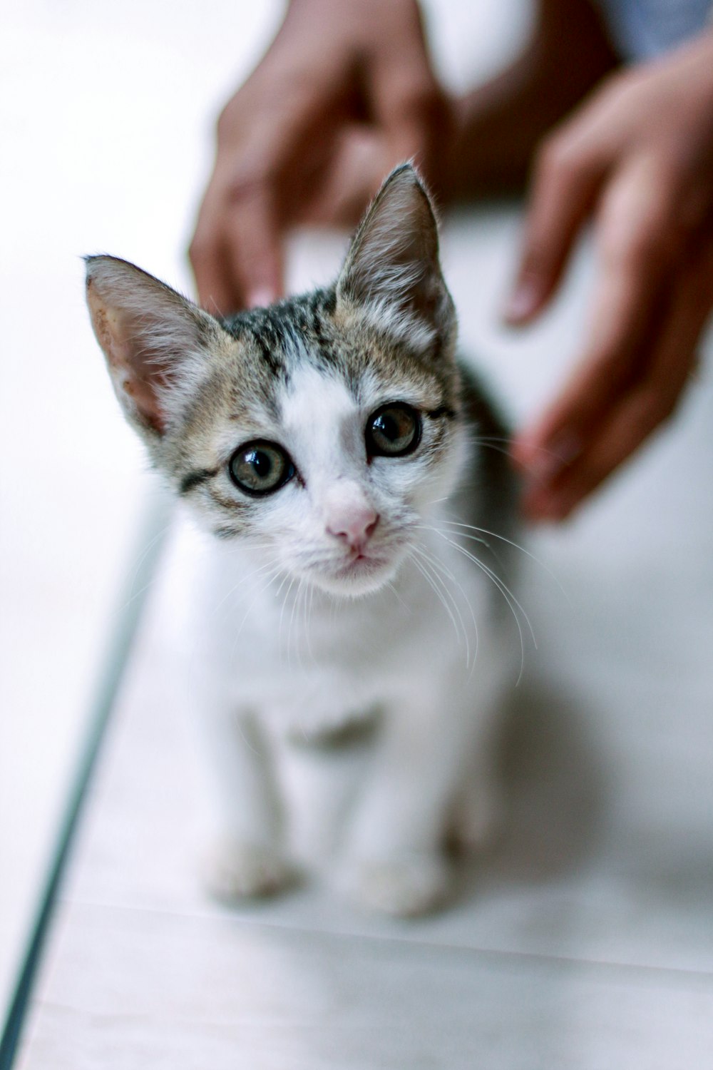 a small kitten sitting on top of a white floor