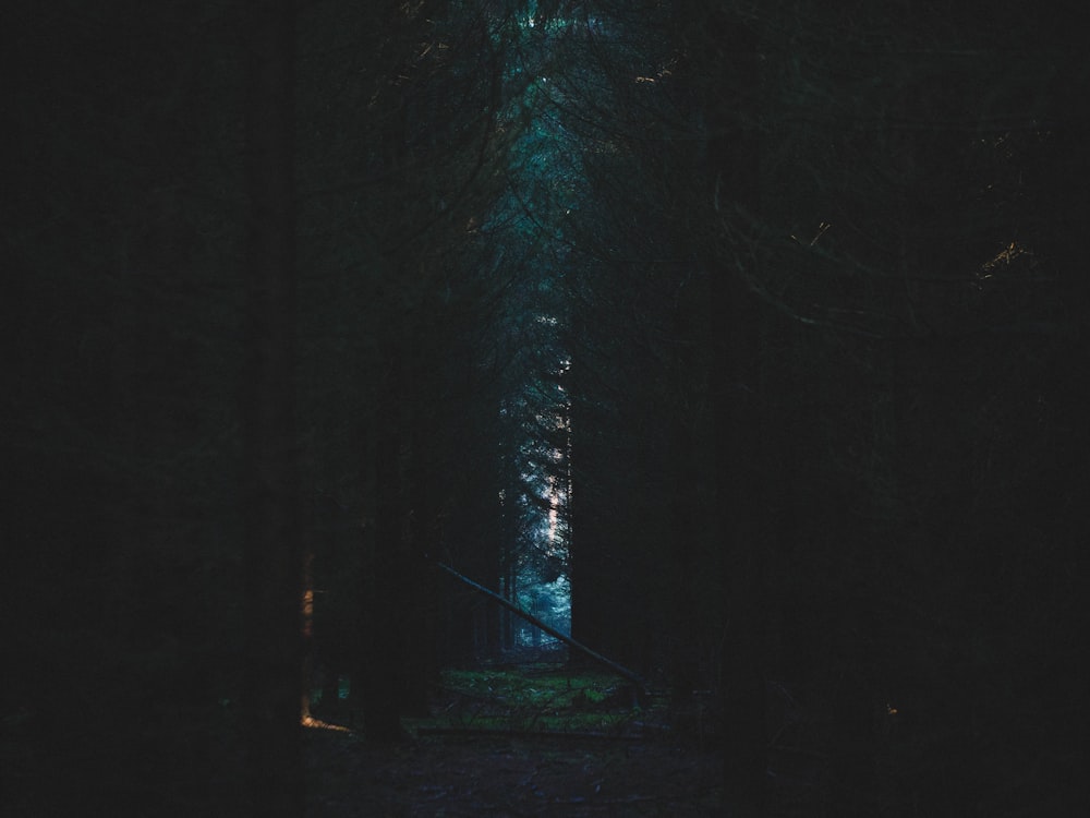 green trees on forest during night time