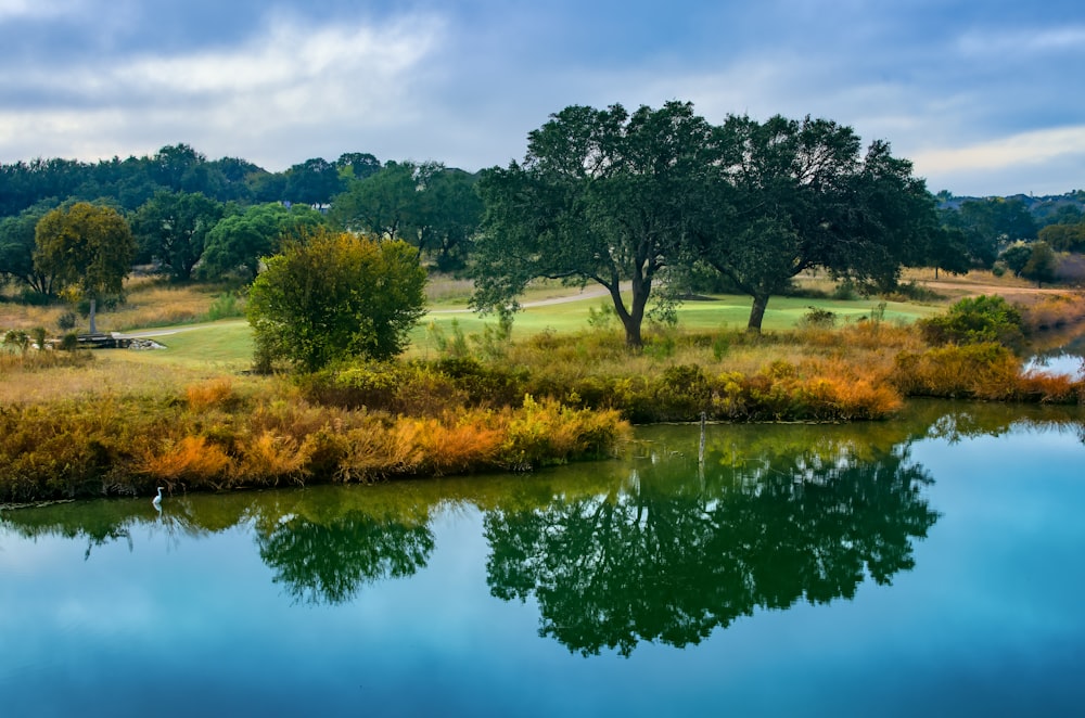 green trees beside river during daytime