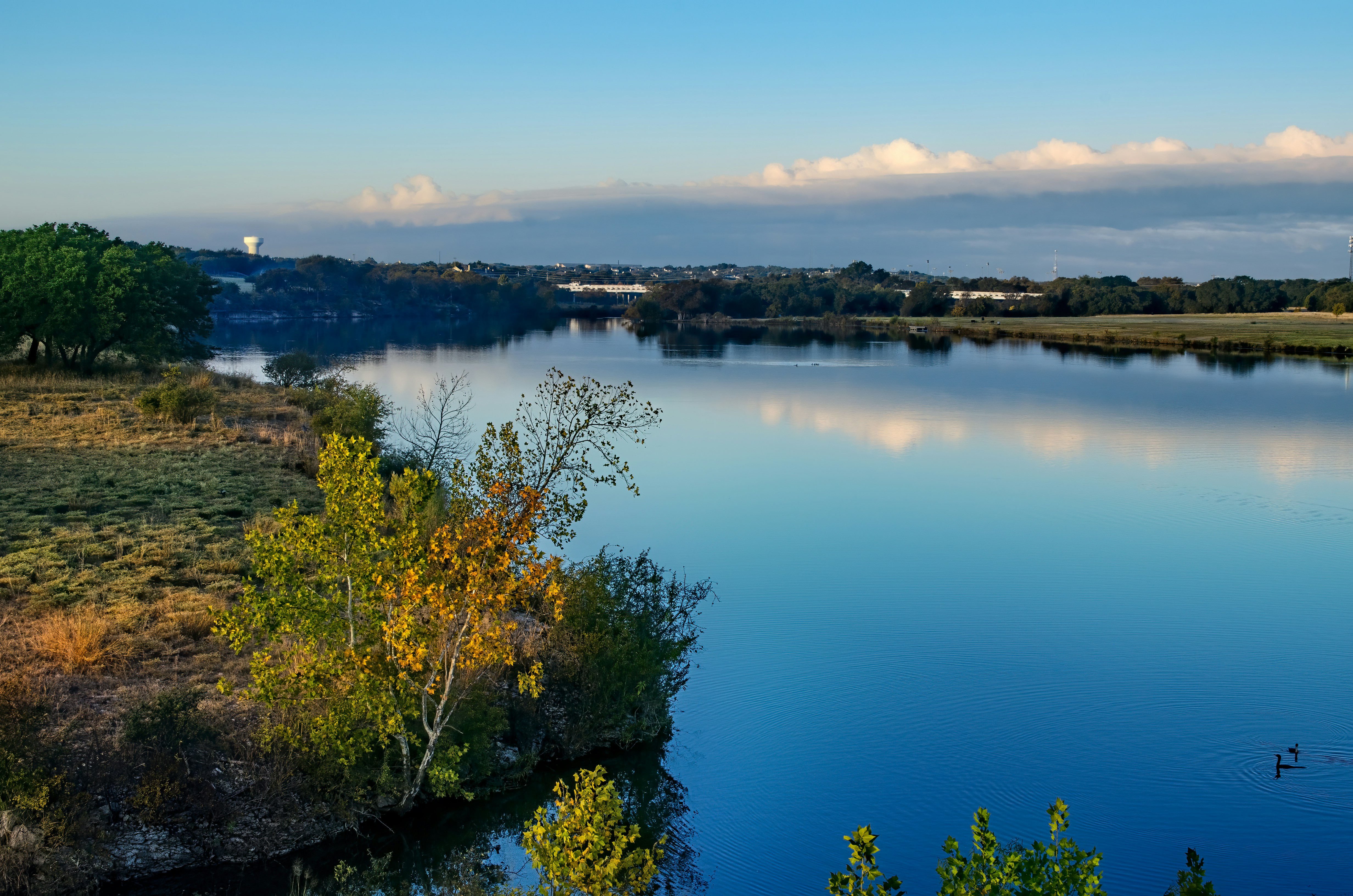 green trees near body of water during daytime