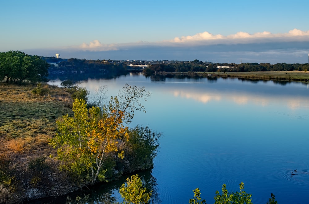 green trees near body of water during daytime