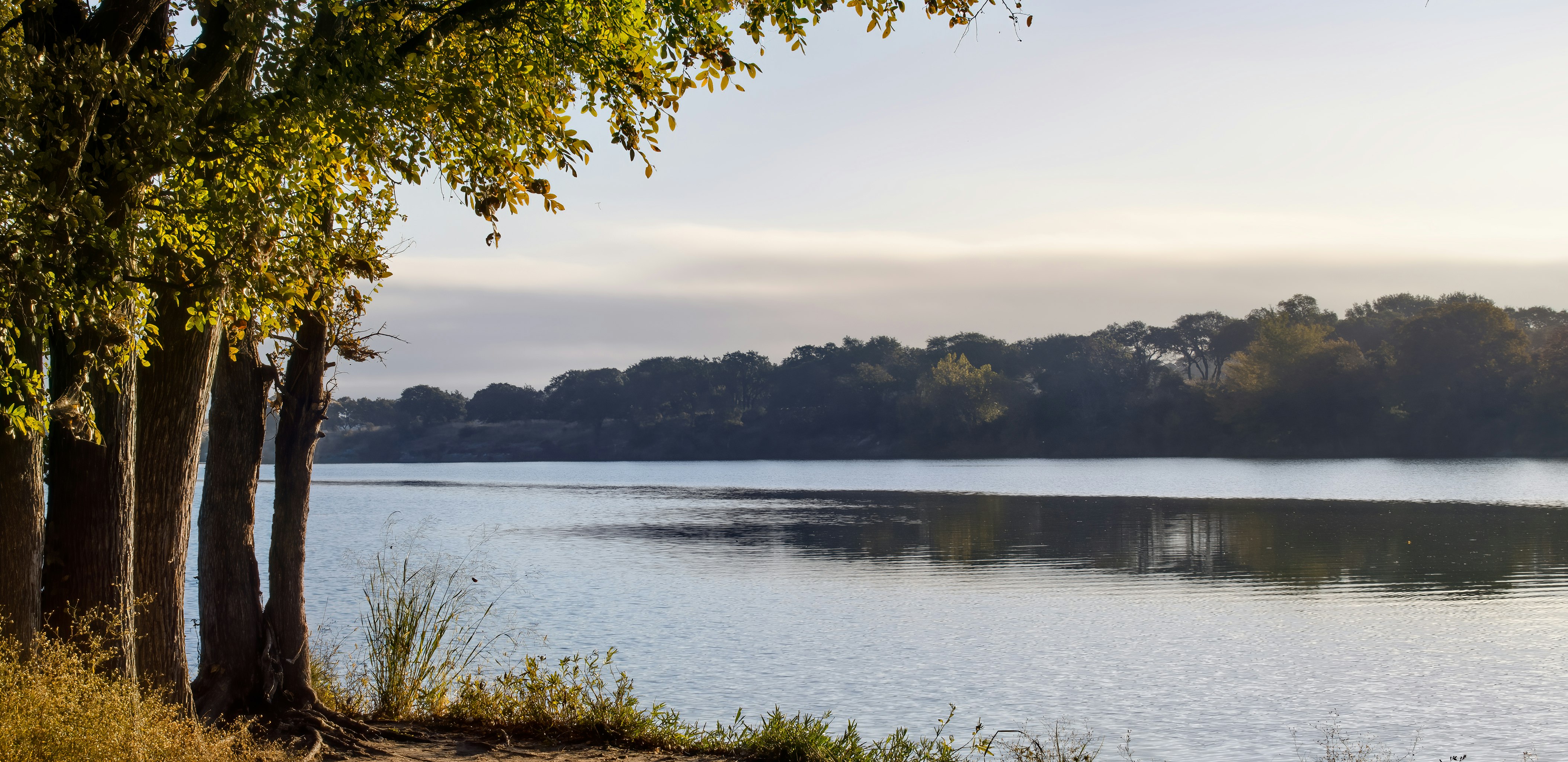 green trees beside body of water during daytime