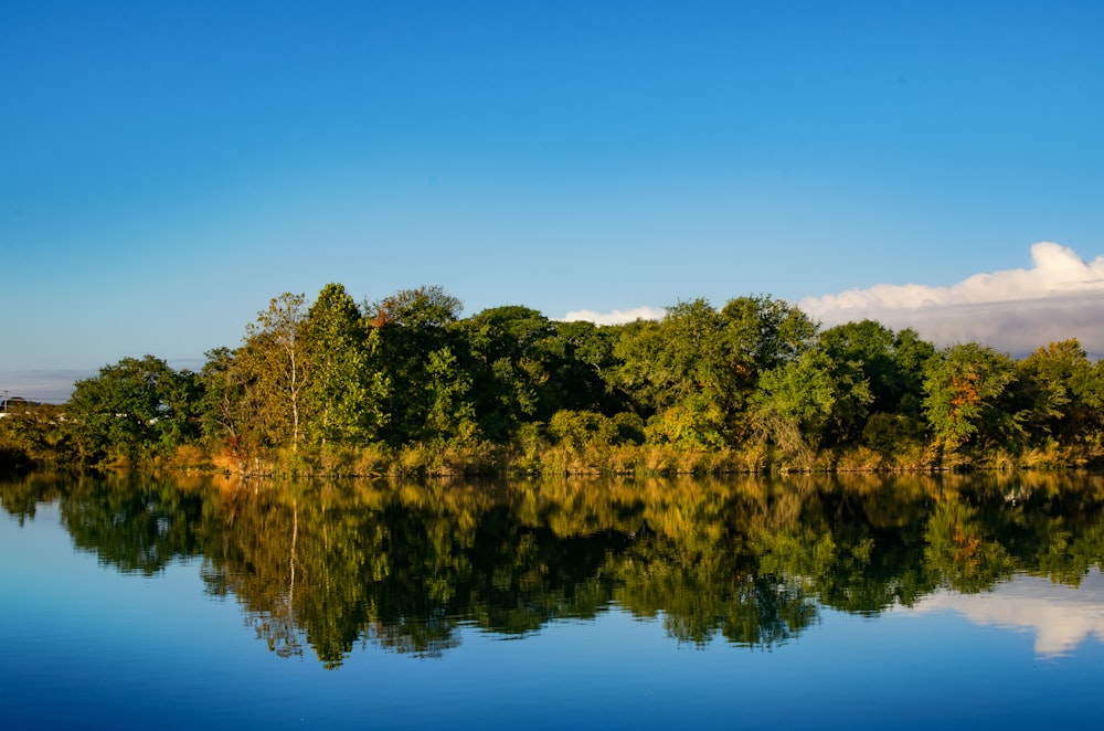 green trees beside body of water during daytime