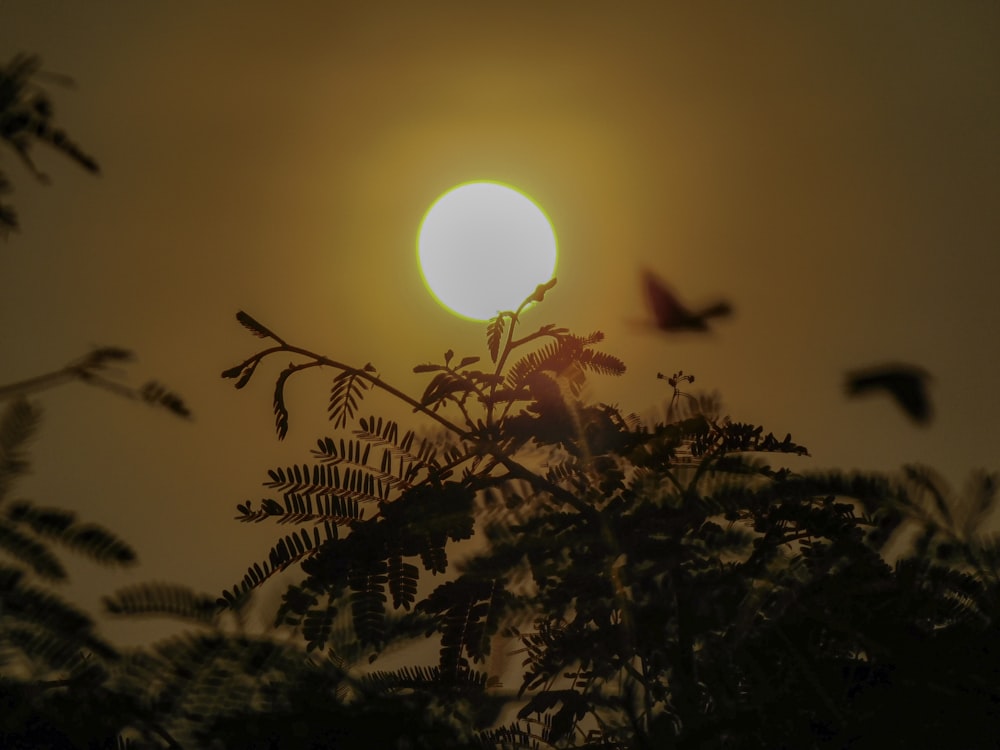 sun over the trees and plants