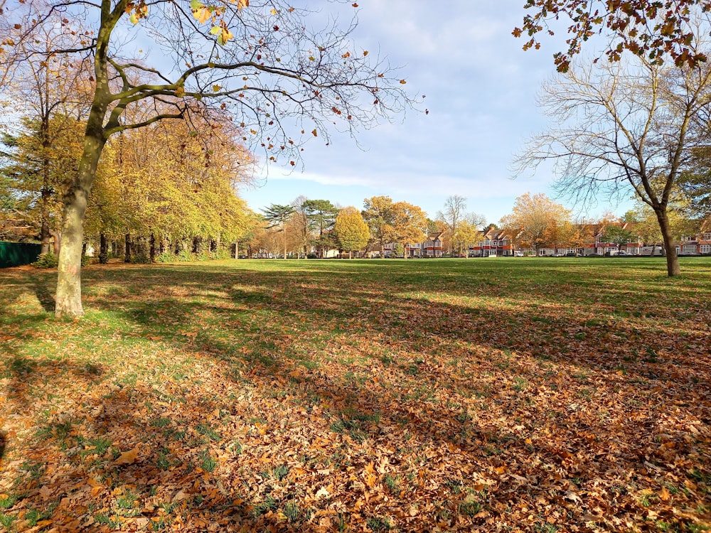 green grass field with trees under white clouds and blue sky during daytime